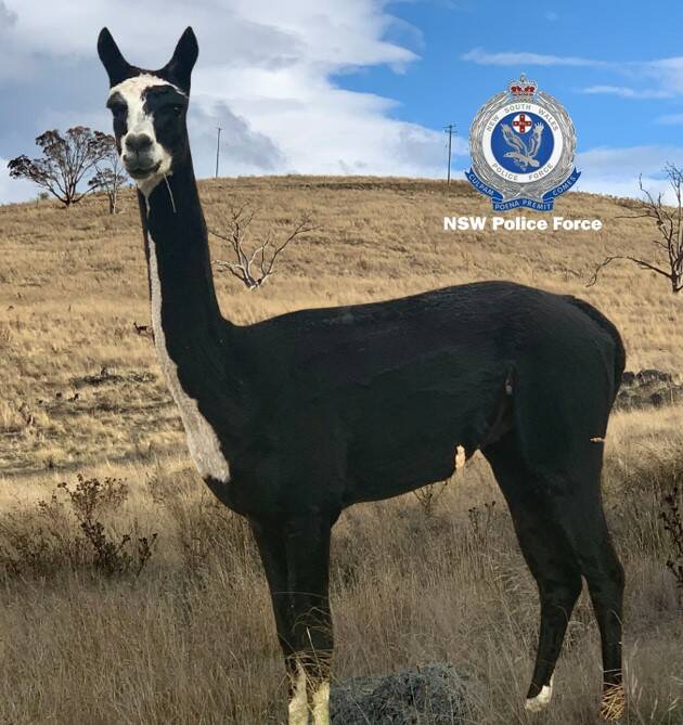 Another of the missing alpacas. Picture via NSW Police 