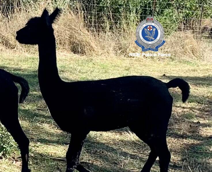 One of the three missing alpacas believed to have been stolen from the Michelago property. Picture via NSW Police 