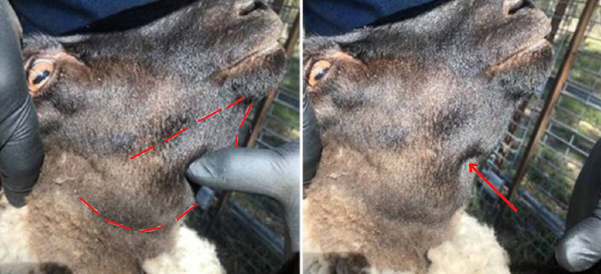 Left: Bottle jaw in a Suffolk ewe (dashed line), a secondary to liver fluke. Right: A temporary indentation remains in the spongey swelling (arrow) when pressed with the thumb. Picture supplied. 