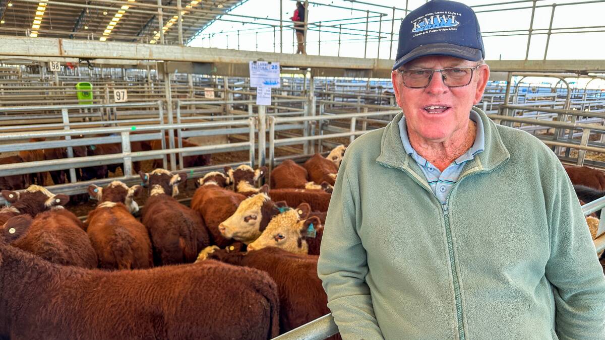 Buyer Terry Ireland, Beltana, Tullibigeal, purchased a pen of 20, 338kg, Kidman Poll Hereford-blood, Poll Hereford heifers, 10 to 12-months old, for $995 a head on account of Rob Long, Bellarwi Pastoral Co, Barmedman. Picture by Elka Devney