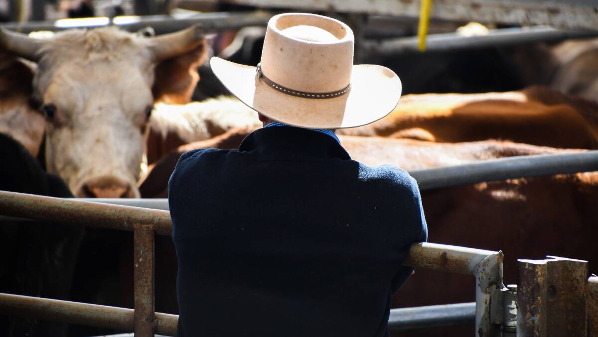 Producers from as far west as Brewarrina to Merriwa in east use the Dubbo Regional Livestock Markets. Picture by Elka Devney