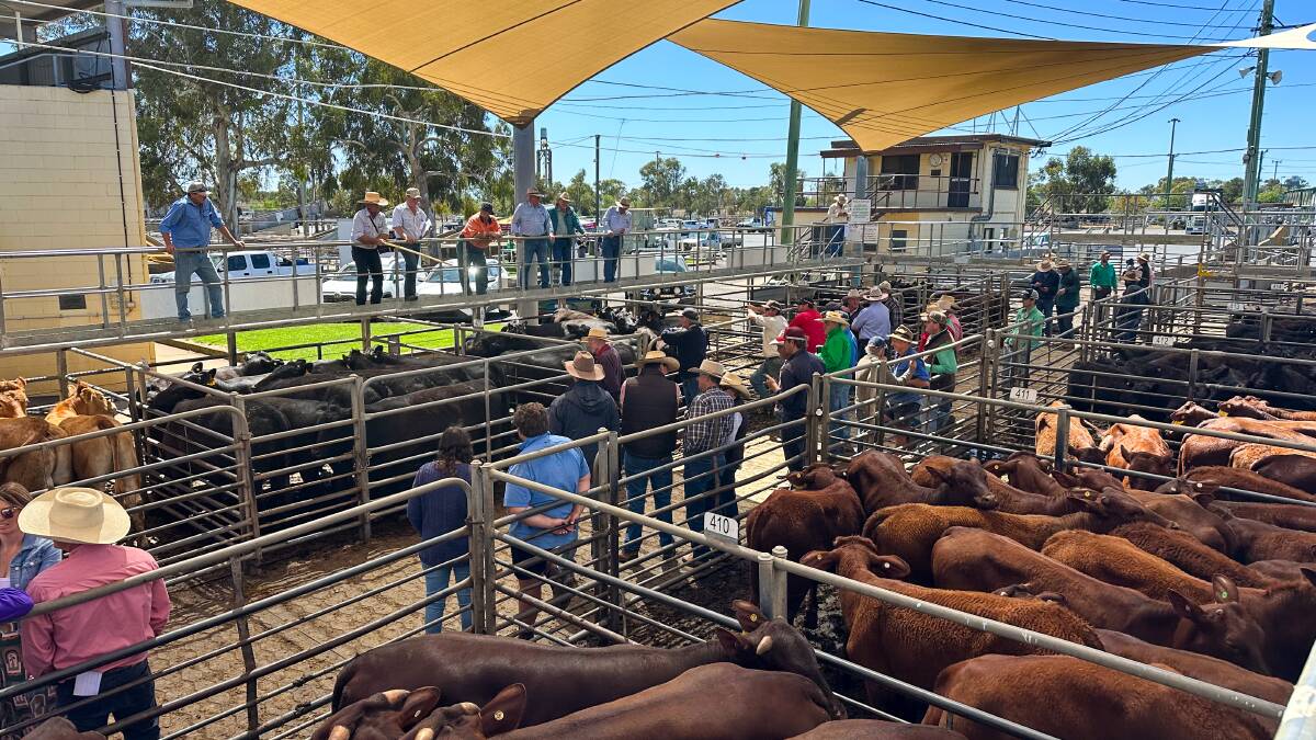 There was a good crowd of local buyers at the Inland Petroleum Spring Female Feature sale. Picture by Elka Devney