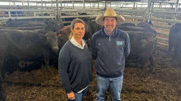 Wendy Chudleigh, Chudleigh Farming, Kurrajong, Wirrinya, and agent Luke Whitty, Kevin Miller Whitty Lennon and Co, Forbes with the top-priced pen of 20, 534kg, Angus cows with calves, which sold for $3050. Picture by Elka Devney