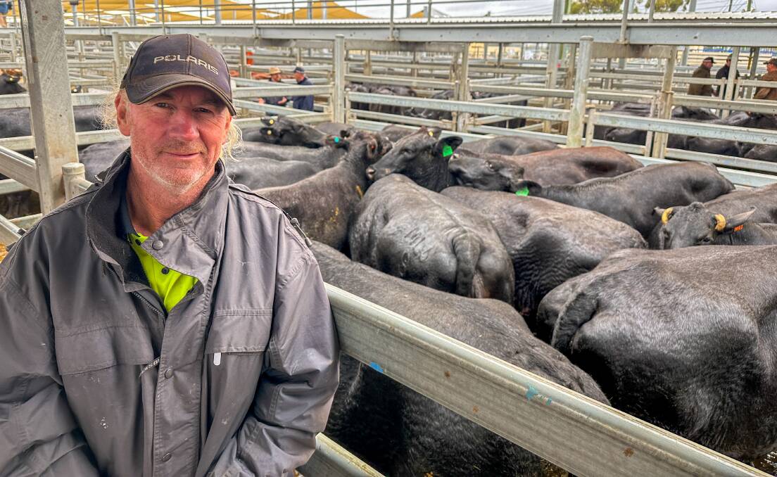 Richard Chapman, Dubbo, purchased a pen of 20, Angus/Shorthorn cows, PTIC to Noonee/Mundarlo Angus bulls on behalf of his son Jordan Chapman, Narromine, for $1540 a head. Picture by Elka Devney