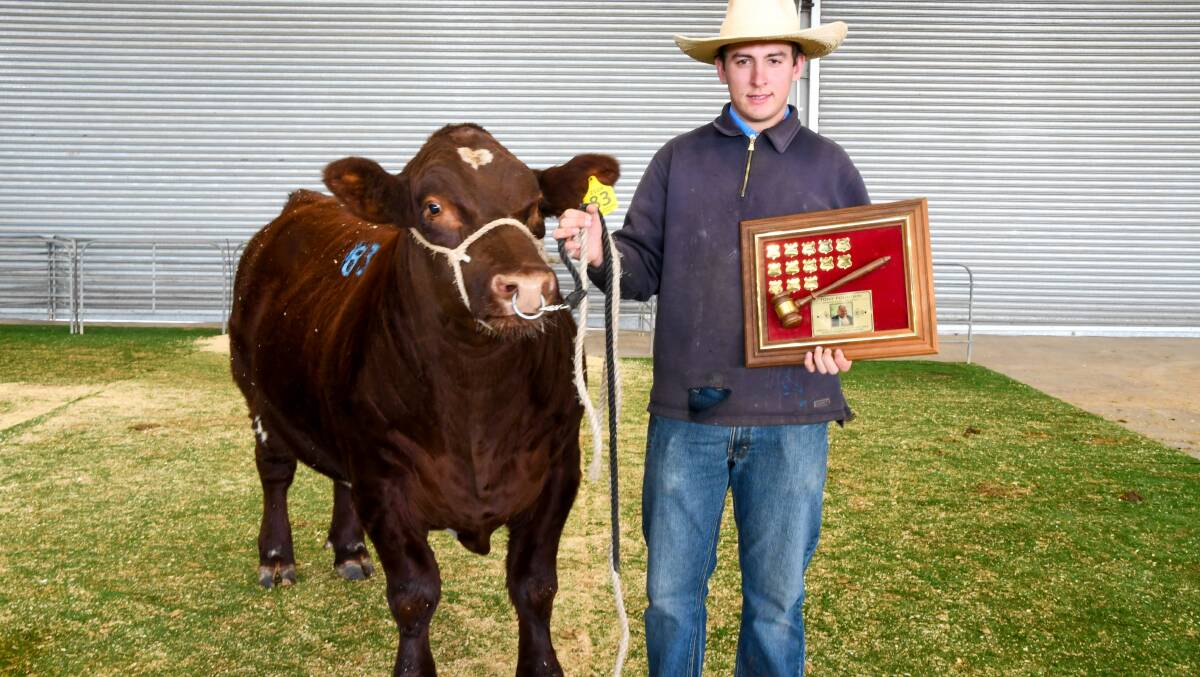 Tony Fountain Memorial Trophy recipient Logan Evans, Howzat, at the Dubbo National Shorthorn Show and Sale. Picture by Elka Devney