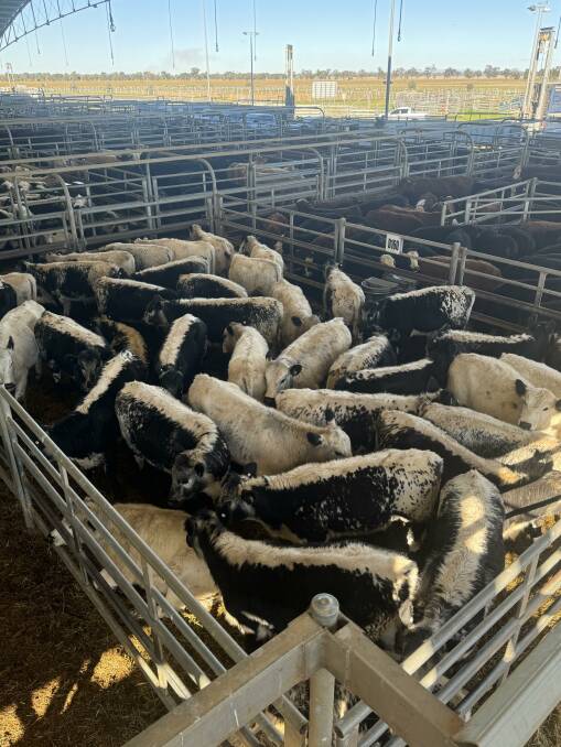 G and A Hopper, Condobolin, sold a pen of, 306 kilogram, Speckle Park heifers, for $920 a head. Picture supplied by Sam Mackay 