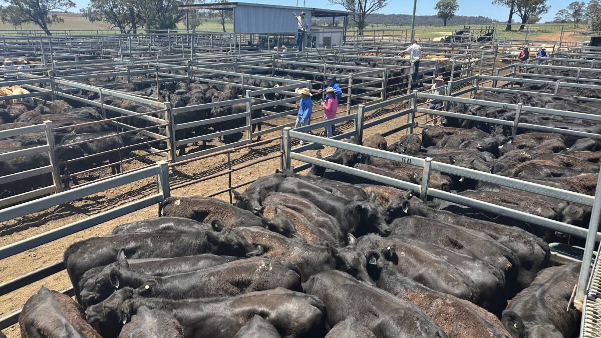 Prices were dearer at the Dunedoo store sale which yarded more than 1600 head. Picture by Elka Devney