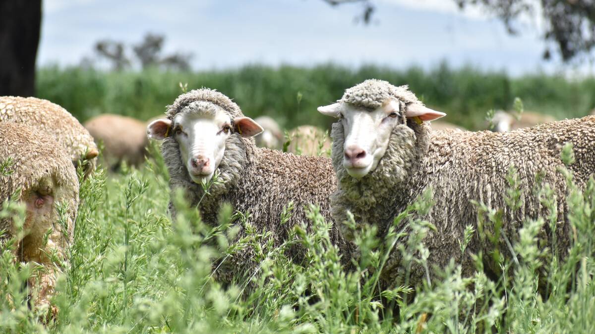 The Cowra research station flock are part of the trial. Picture supplied by DPI