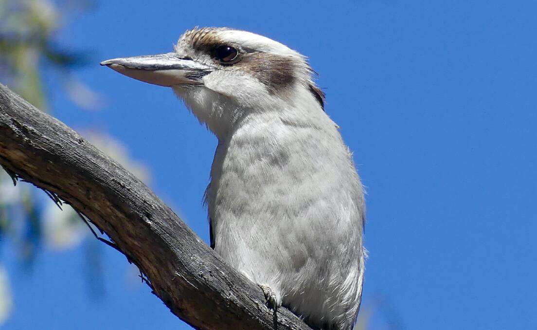 The kookaburra was a good poser. Picture by Rebecca Nadge
