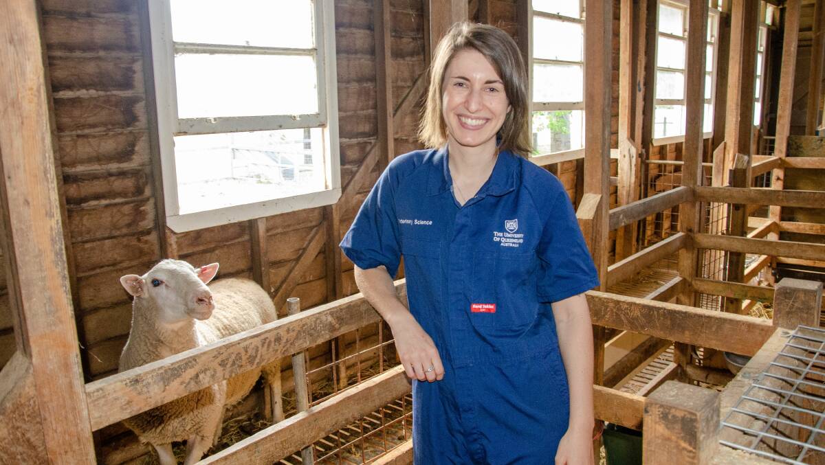 University of Queensland School of Veterinary Science lecturer Taylor Pini is investigating ways to improve artificial insemination in sheep. Picture supplied by UQ.