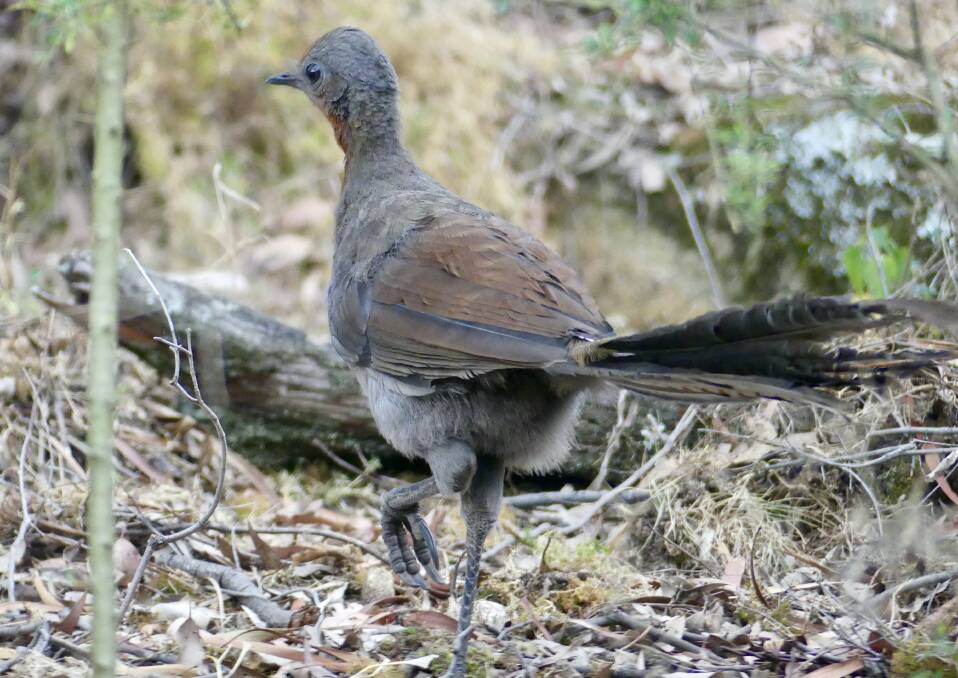 I later guessed he was a lyrebird. Picture by Rebecca Nadge 