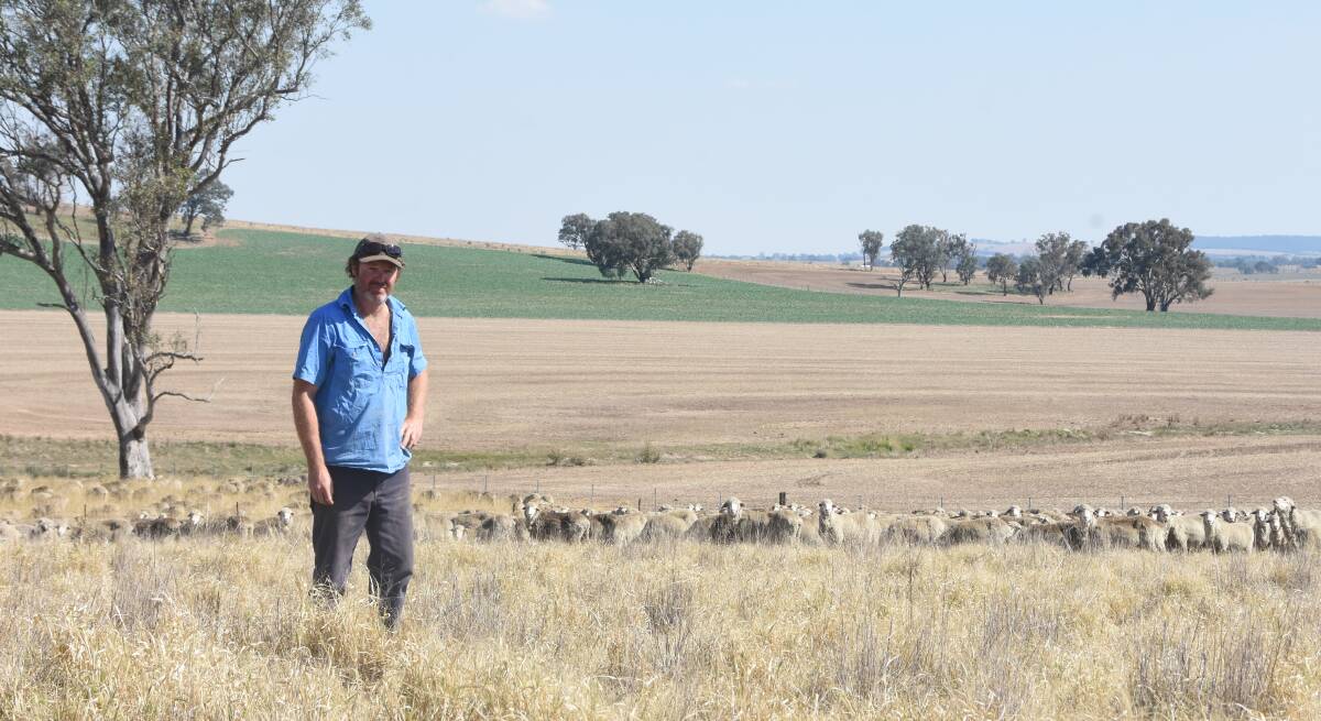 George Gregory, Mountview, Boorowa, with a mob of his Winyar-blood Merino ewes.