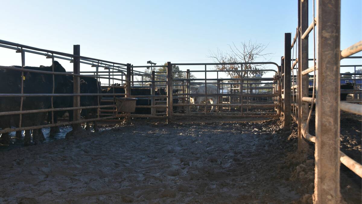 An example of pens not being able to be used at Wagga Saleyards due to the amount of mud. 