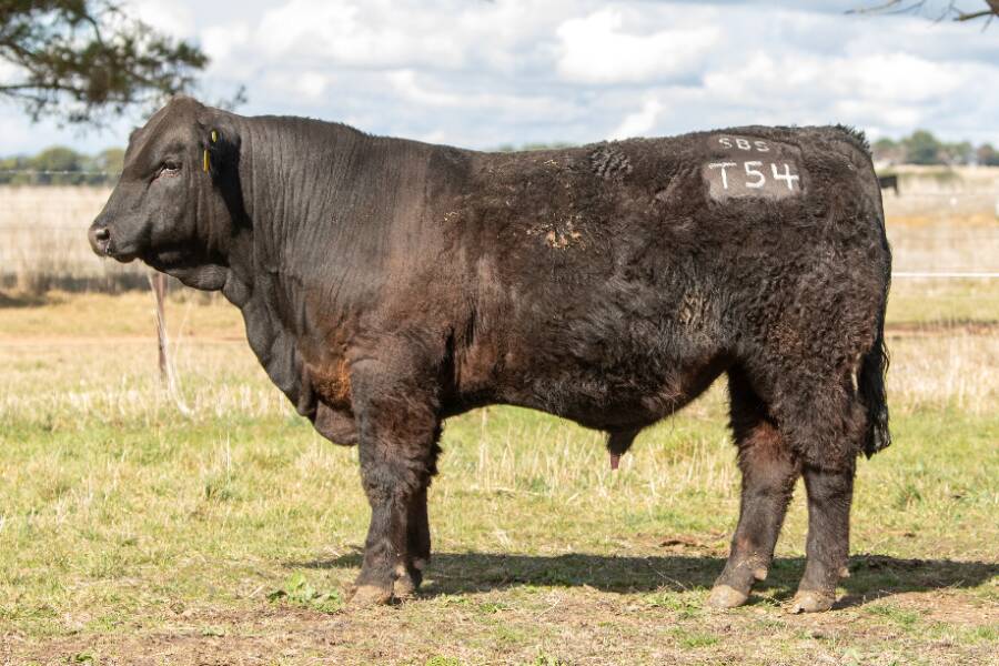 Eqqual top-priced bull of the sale Southern Black Simmentals Titan T54, purchased by Elite Cattle Company, Meandarra Qld for $5000. Photo by Laura Van Rees. 