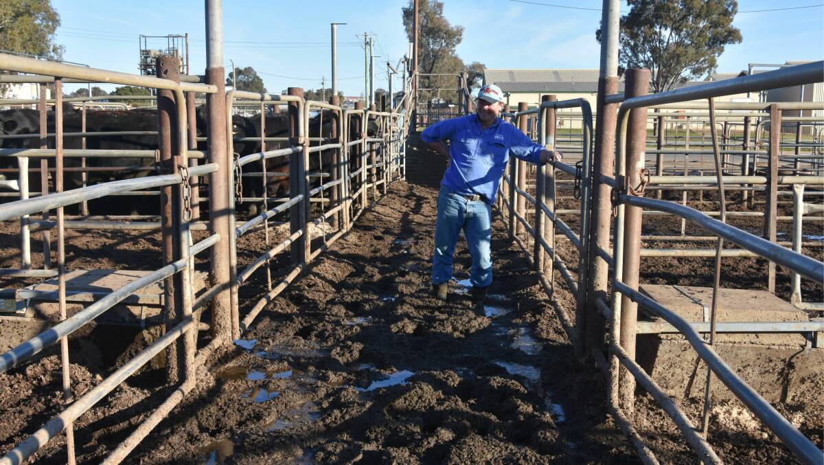 Local livestock carrier Tim Smyth, T & M Smyth Transport. Wagga Wagga, ankle deep in mud where cattle are drafted at Wagga Wagga Livestock Marketing Centre. Photo by Helen De Costa. 