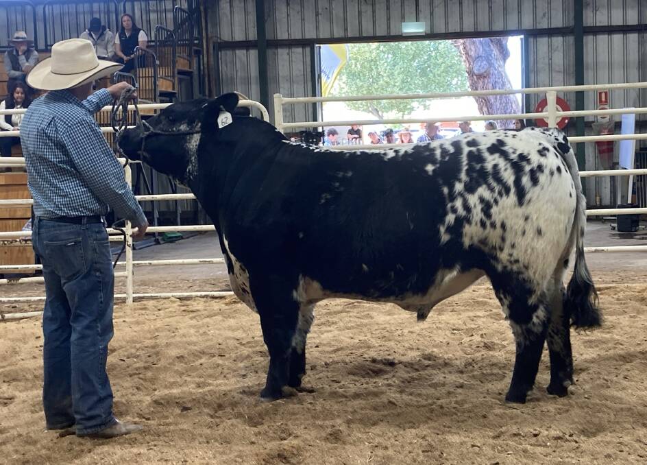 Top-priced bull, Wellerlou M25 Moby T61, the top-priced bull purchased Te Mooi Speckl Park, Londrigan, Vic for $4000. Photo supplied. 