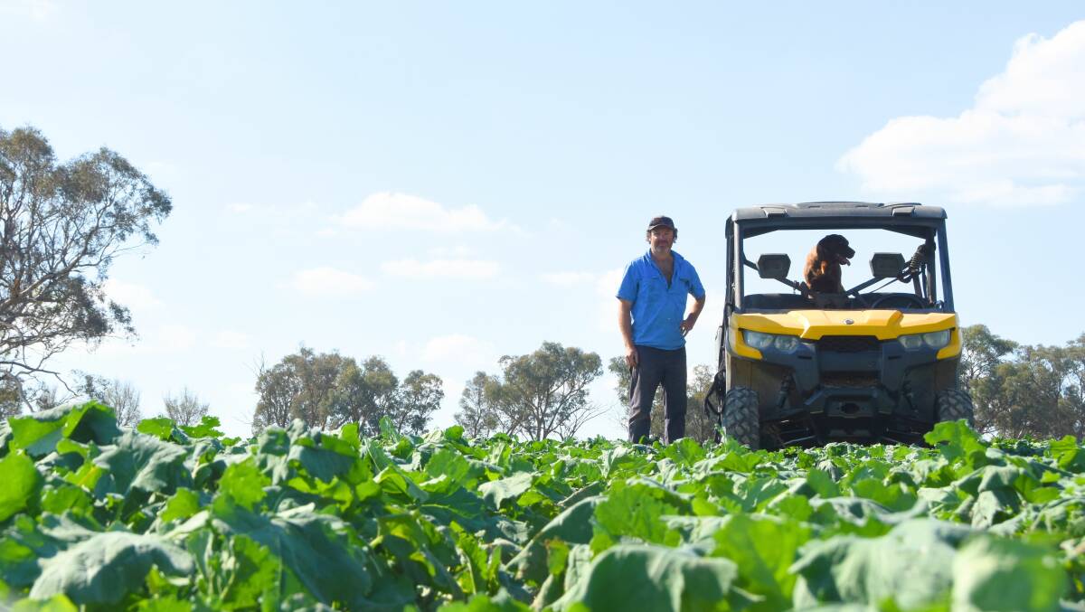 George Gregory, with Winnie in a early sown canola crop planted as a autumn feed source for lambs and pregnant ewes. 