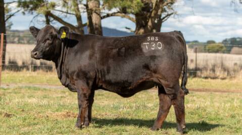 Top-priced female and animal for the sale Southern Black Simmentals Miss Lucky T30, bought for $6000 by James Litt, Cumnock. Photo by Laura Van Rees. 