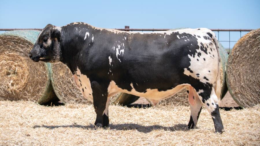 Top-priced bull, Keiross Turbo Charged T6, purchased by Baramein Pastoral Company, Wagga Wagga for $10,000. Photo supplied. 