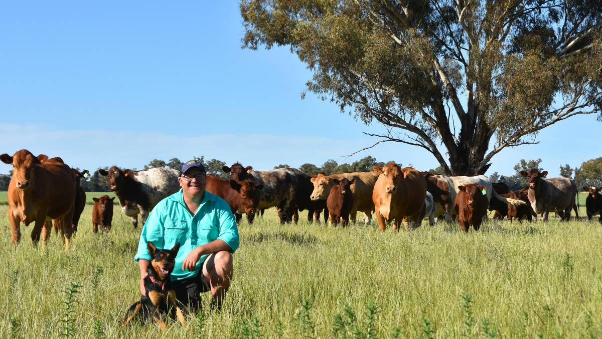 Gavin Hulm, Maydale, Rannock, with his Kelpie, Matty, among his commercial Shorthorn and crossbred breeders. Photo Helen De Costa. 