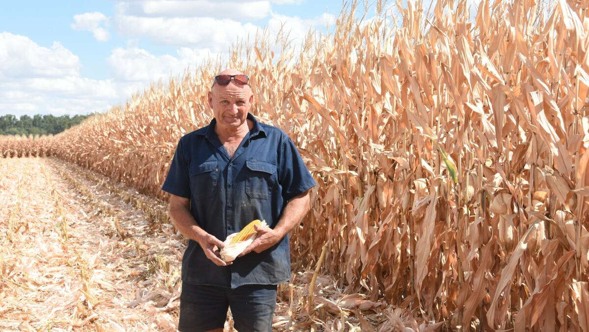 Mundowy corn grower, Geoff Dunn, with his crop of Pioneer 1837 corn in one of the best seasons he can remember of the 20 years of growing the crop. Photo by Helen De Costa. 