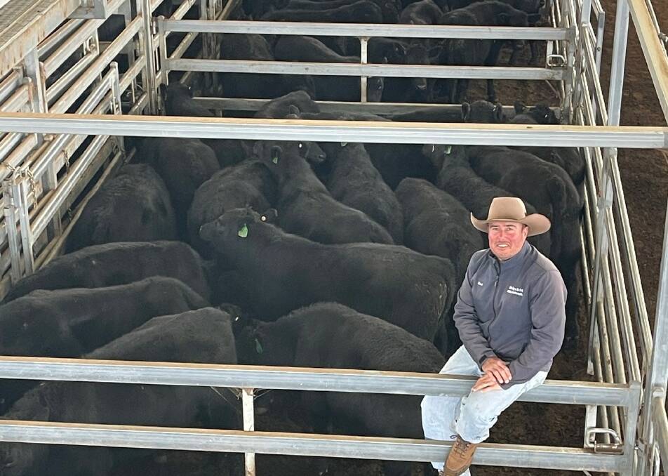 Shad Bailey, Colin Say and Company, Glen Innes, with European Union-accredited steers sold by James and Lara Gresham, Applecross, Glen Elgin. The steers averaged 337.75 kilogram and sold for 370 cents a kilogram ($1249.68 a head). Pictured supplied. 