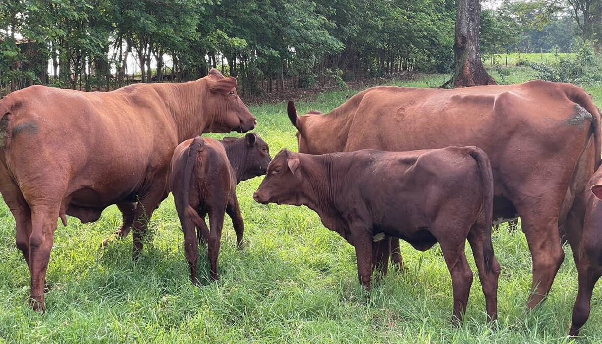 Mrs Joyce said Santa Gertrudis, along with other cattle in South America, have the threat of screw worm and other insect born disease, along with Foot and Mouth, to deal with. Picture supplied 