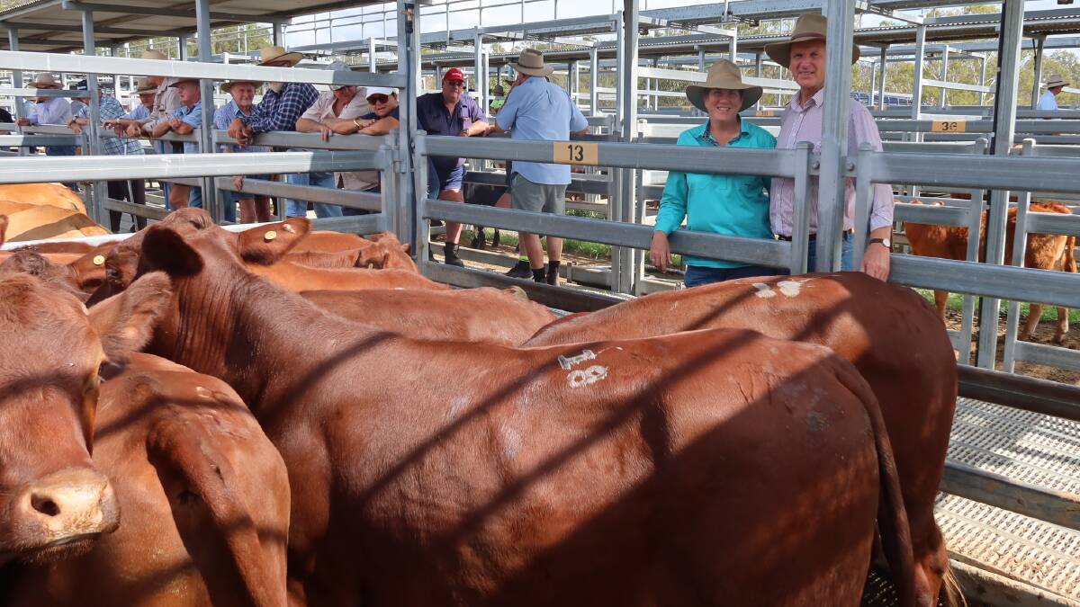 John and Amanda Thomas from Laravale, sold feeder steers topping at $1370 at the Beaudesert sale hosted by Bartholomew & Co in March 2023. Picture: Supplied