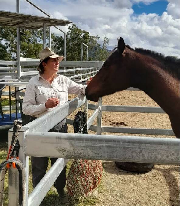 Amanda Thomas is learning how to break in Emu Gully Searchlight, a heritage stock horse whose bloodlines can be traced back to World War One. Picture: Supplied