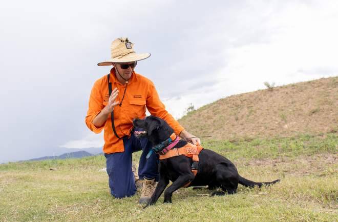 Two RIFA nests were found in Toowoomba on May 14 thanks to a dog detection team similar to the duo shown here from the National Fire Ant Eradication Program. Picture: Supplied