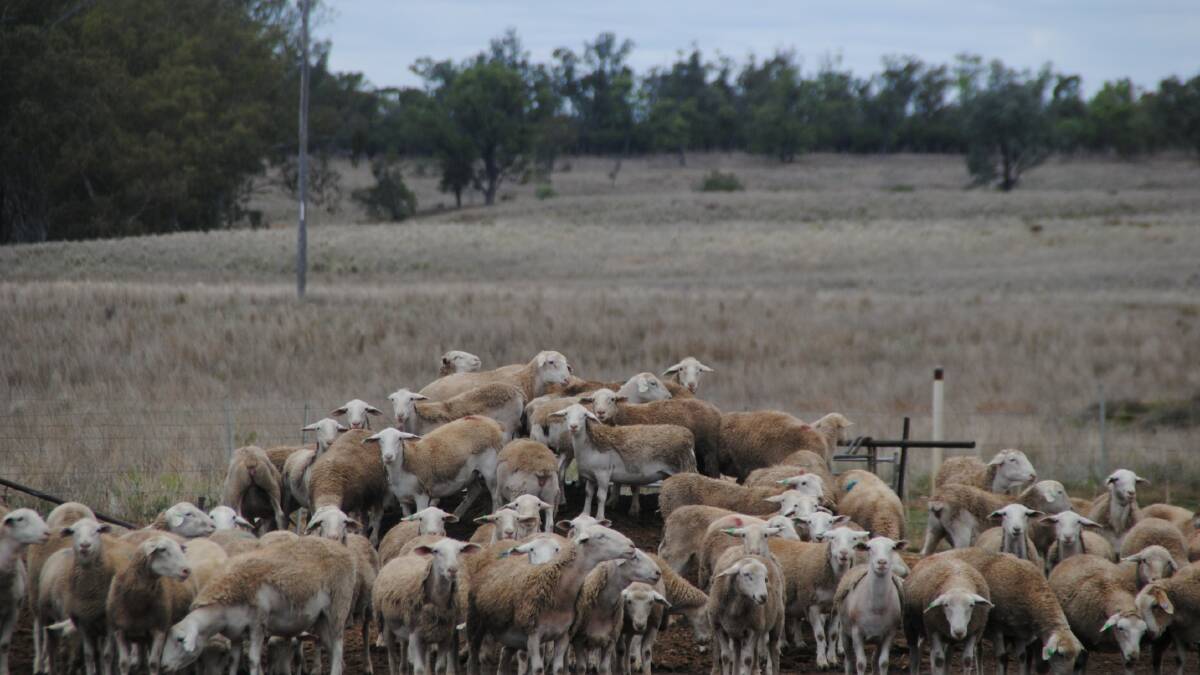 Independent report finds loss of live sheep by sea export trade could severely impact Western Australia's sheepmeat and wool supply chain.