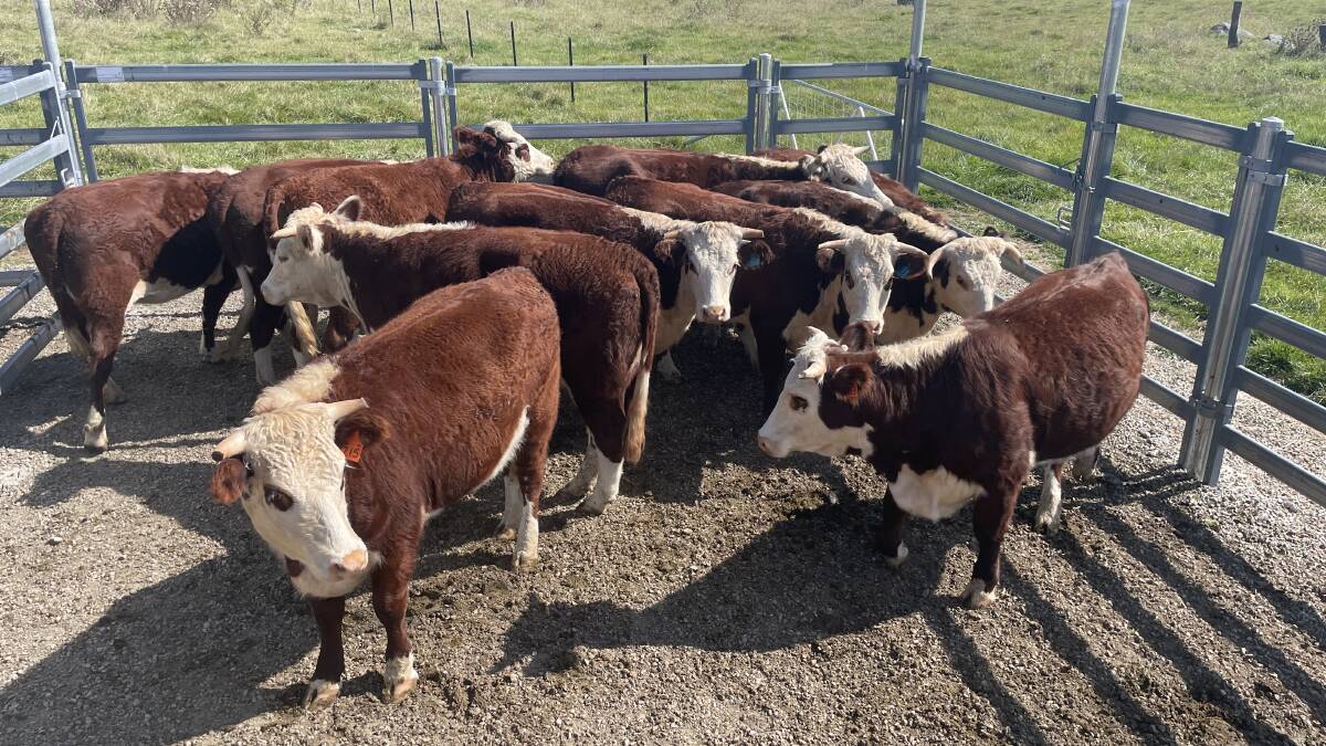Kirraweena-blood Hereford maiden heifers recently joined on Bralara, Braidwood.