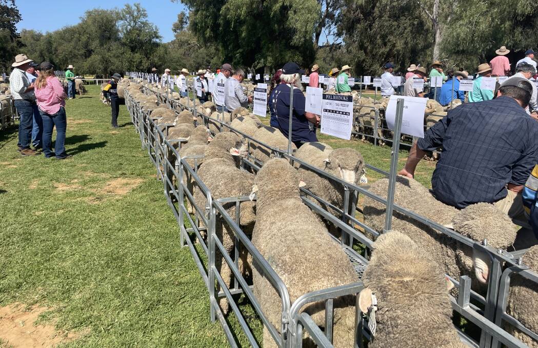 At Boonoke, Conargo, the 2023 auction of rams bred in the Poll Boonoke and Wanganella Merino studs was conducted. Photo: Stephen Burns