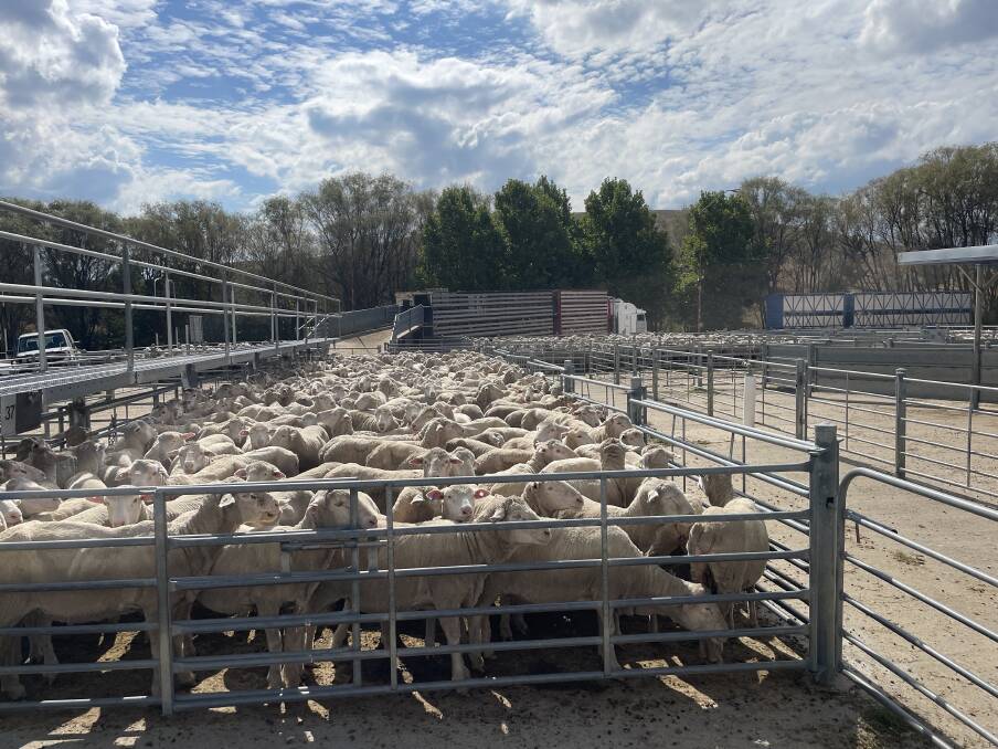 Anxiety, fear and fury are rife among the ranks of Australia's sheep producers, and support from decision makers is nowhere in sight. Photo: Stephen Burns
