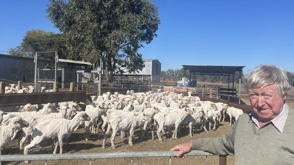 Merino ewes, off-shears admired by Alan Ticehurst.