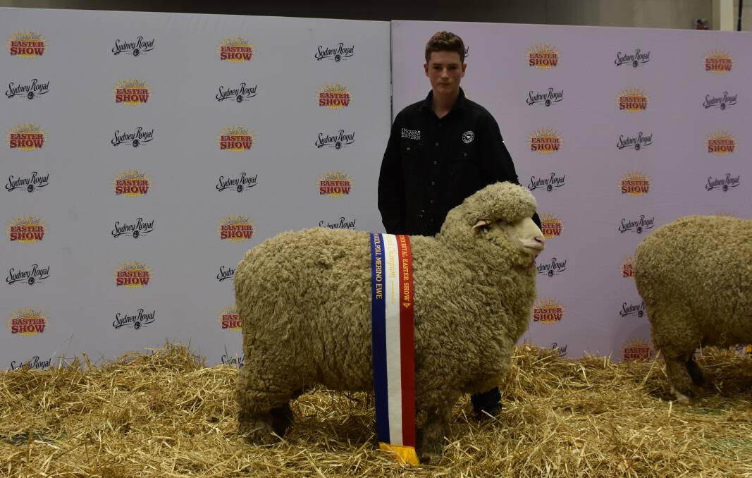 Noah Todd, DW Rural, Dubbo, and doing work experience in the Cox Pavilion parading the grand champion fine wool ewe exhibited by the Merryville Stud, Boorowa. 
