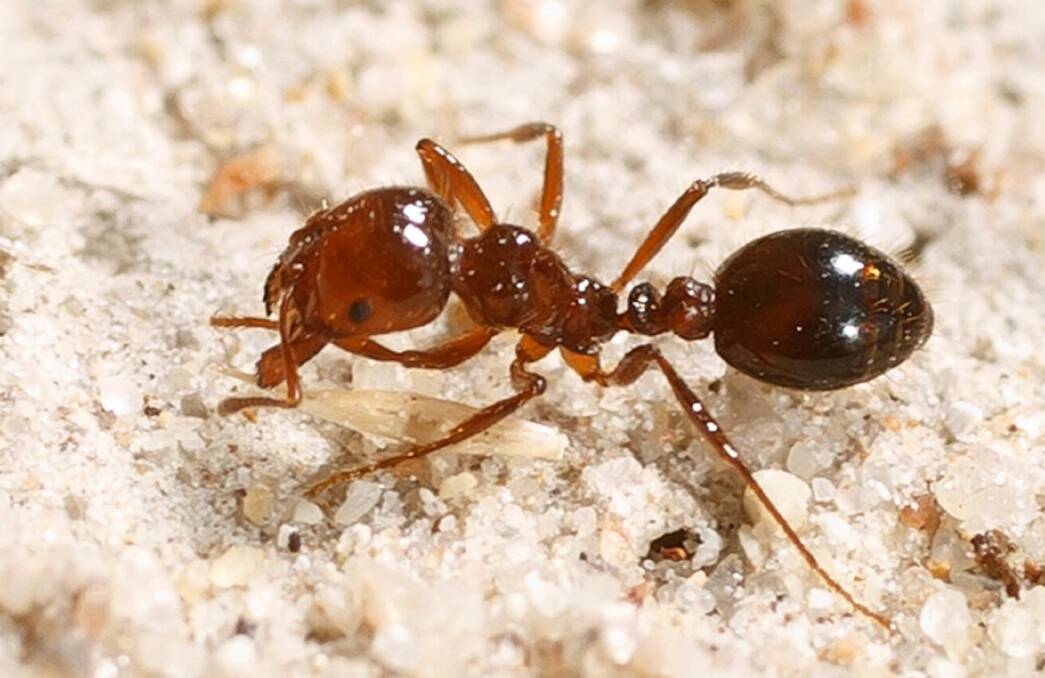 Red Imported Fire Ant: Photo NSW DPI