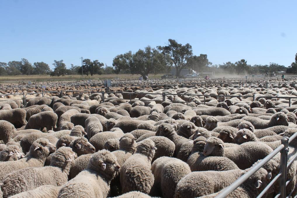 Merino wether lambs yarded at the annual sheep sale at Hillston.