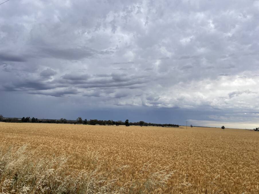 Research into high-rainfall winter cereal crops is to increase through new GRDC investment. Photo: Stephen Burns