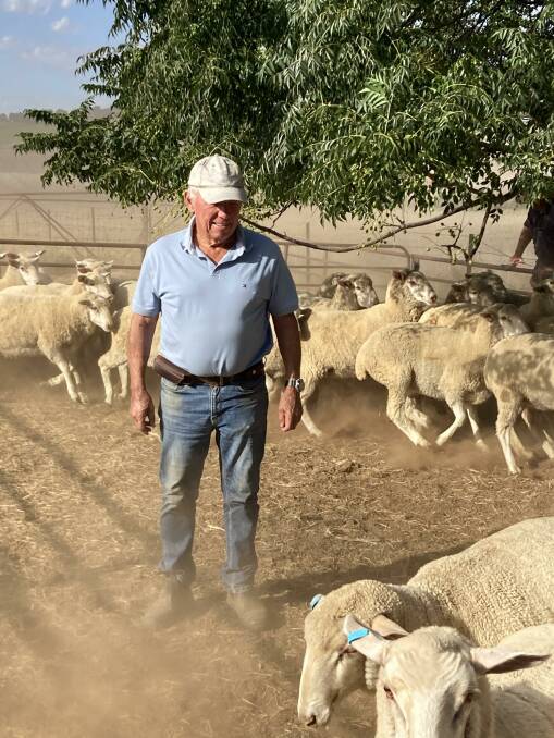Brian Maher in action drafting sheep for a loyal client. Photo: supplied