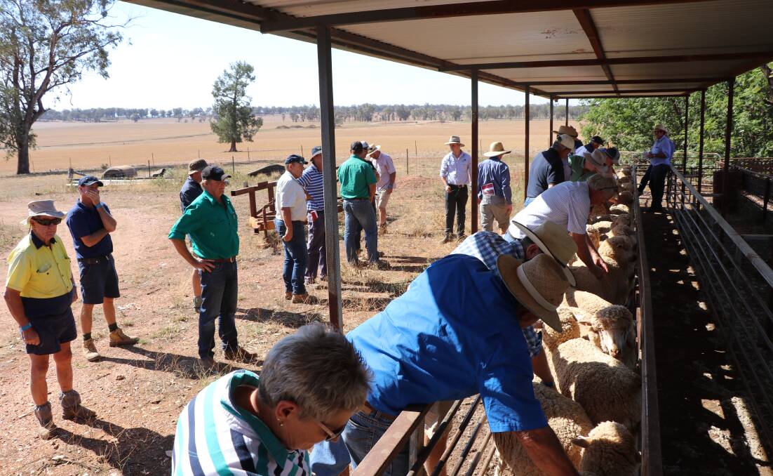 Merino ewes being assessed by the enthusiastic participants in the 20th Caragabal Merino ewe competition. Photo: Rebecca Maslin 
