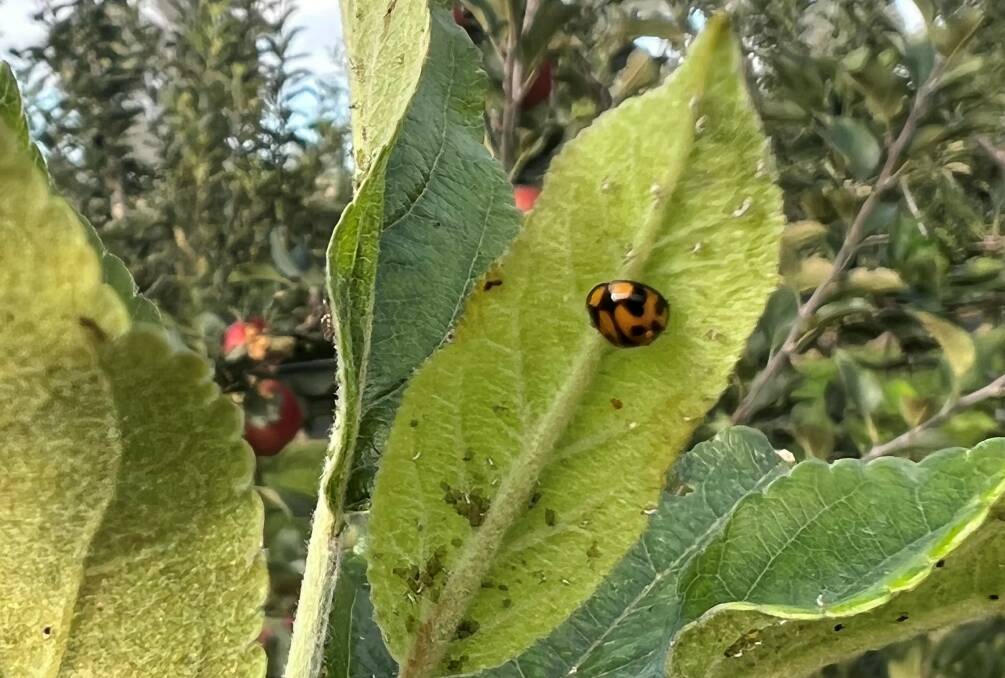 Natural Solutions-bred ladybirds released into apple orchards at Stanthorpe in southern Queensland to control aphids.