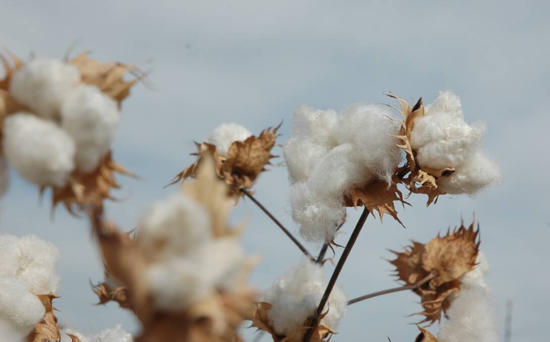 The takeover tussle for Namoi Cotton keeps stretching out. File photo.