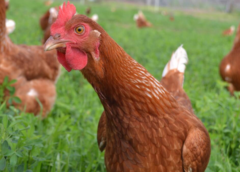 Israeli technology can change the sex of chickens. File photo. 