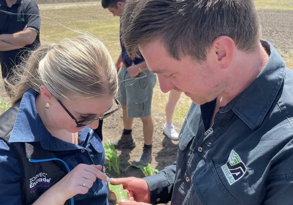 EE Muir and Sons and Serve-Ag agronomists, Caitlyn Badcock, and Tom Killalea, at work examining beneficial insect activity in young maize crops. Photo supplied.