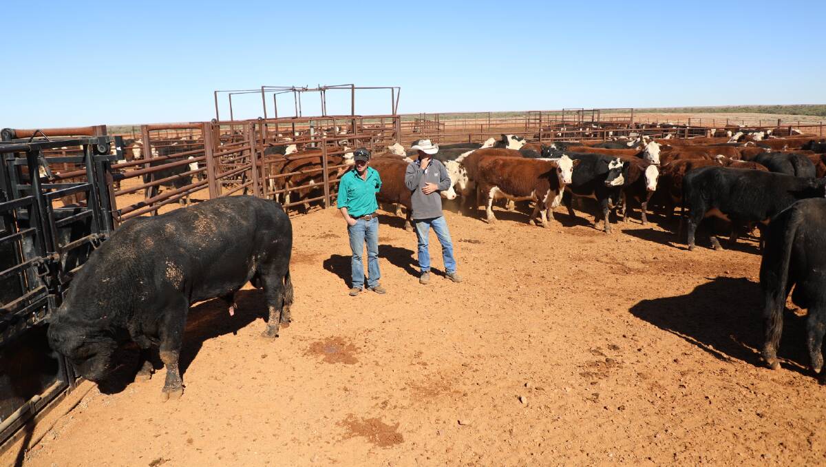 Stu Halliday and Andrew Clarke look over yearling bulls at "Allandale Station", Oodnadatta, SA. Photo: Erica Halliday, Walcha. 