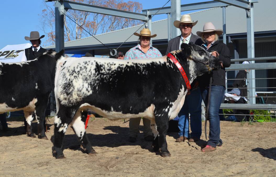 Reserve grand champion steer went to Ersyldene Chunky led by Angela McGrath and with judges Erica and Tim Bayliss. 
