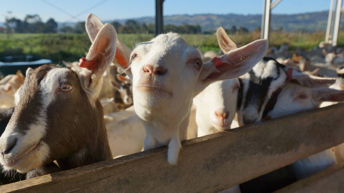 Mla Releases New Video Series On Sustainable Goat Management The Land 