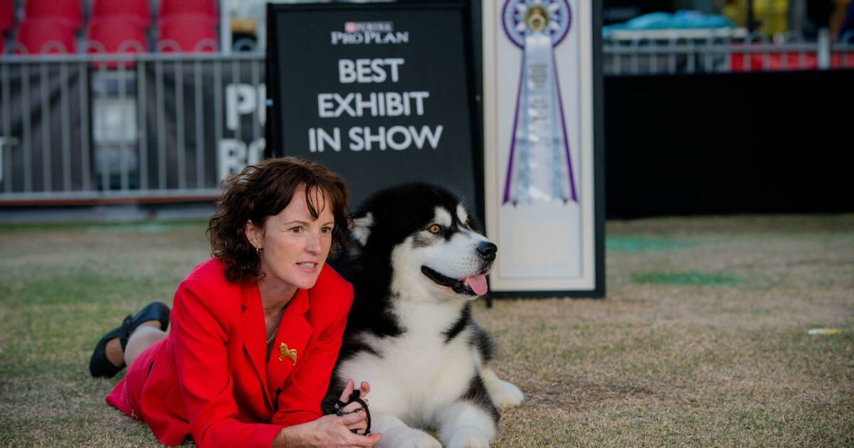 Alaskan Marmalute named Lennox is the Sydney Royal's best dog in show