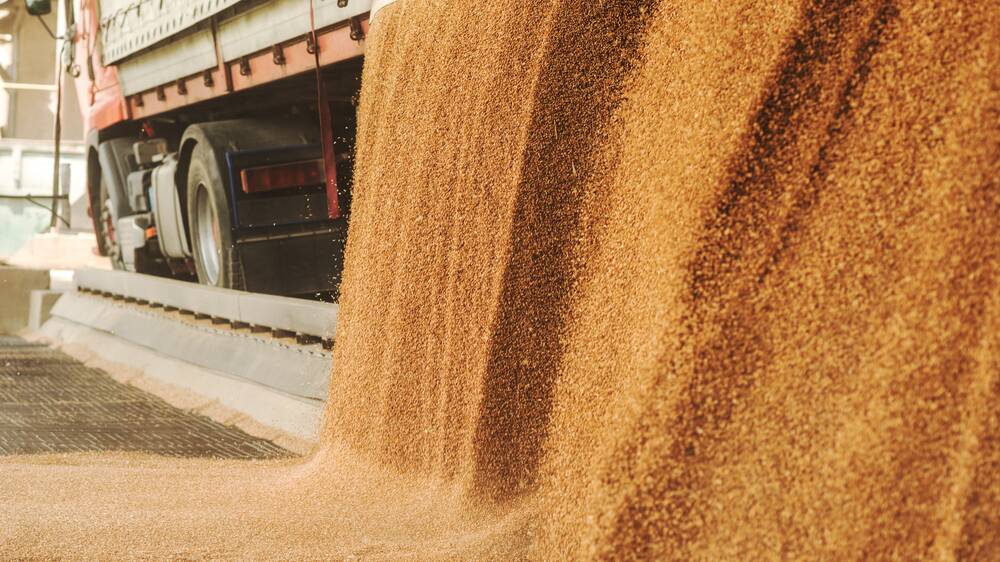 Internationally, reports that disruptions to Eastern European grain supply networks were easing saw wheat futures values soften slightly. Picture via Shutterstock